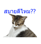 Thai House Cats（個別スタンプ：13）