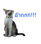 Thai House Cats（個別スタンプ：14）