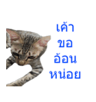 Thai House Cats（個別スタンプ：15）