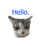 Thai House Cats（個別スタンプ：16）