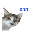 Thai House Cats（個別スタンプ：17）