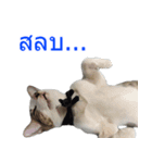 Thai House Cats（個別スタンプ：19）