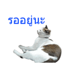 Thai House Cats（個別スタンプ：20）