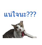 Thai House Cats（個別スタンプ：21）