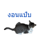 Thai House Cats（個別スタンプ：22）