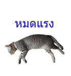 Thai House Cats（個別スタンプ：23）