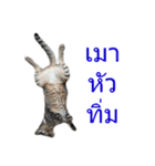 Thai House Cats（個別スタンプ：24）