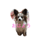ラズ（個別スタンプ：1）