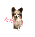 ラズ（個別スタンプ：3）