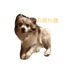 ラズ（個別スタンプ：5）