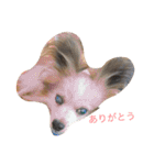 ラズ（個別スタンプ：6）