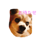 ラズ（個別スタンプ：10）