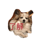 ラズ（個別スタンプ：13）