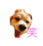 ラズ（個別スタンプ：14）