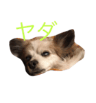 ラズ（個別スタンプ：30）