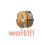ましゅーの日常（個別スタンプ：4）