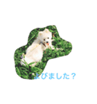 ましゅーの日常（個別スタンプ：6）
