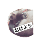 フェレットみつ（個別スタンプ：1）
