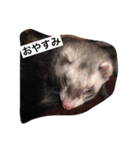 フェレットみつ（個別スタンプ：2）