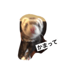 フェレットみつ（個別スタンプ：4）