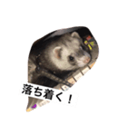 フェレットみつ（個別スタンプ：5）