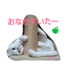 白猫ふわふわ家族の運動会No.4（個別スタンプ：3）