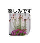 自然 花（個別スタンプ：12）