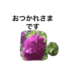自然 花（個別スタンプ：13）