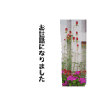 自然 花（個別スタンプ：30）