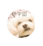 ゆきち②（個別スタンプ：24）