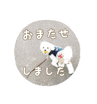 ゆきち②（個別スタンプ：37）