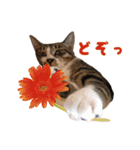 こたこたにゃ（個別スタンプ：1）