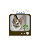こたこたにゃ（個別スタンプ：4）