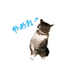 こたこたにゃ（個別スタンプ：11）