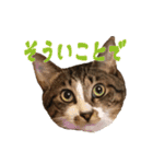こたこたにゃ（個別スタンプ：12）