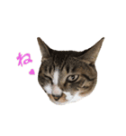 こたこたにゃ（個別スタンプ：17）