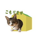 こたこたにゃ（個別スタンプ：21）