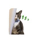 こたこたにゃ（個別スタンプ：23）