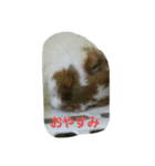 ココタン☆（個別スタンプ：1）