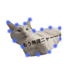 My cat Haku.（個別スタンプ：1）