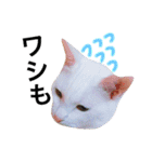 My cat Haku.（個別スタンプ：2）