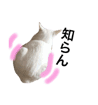My cat Haku.（個別スタンプ：5）