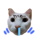 My cat Haku.（個別スタンプ：8）