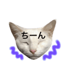 My cat Haku.（個別スタンプ：9）