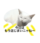 My cat Haku.（個別スタンプ：10）