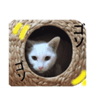 My cat Haku.（個別スタンプ：13）