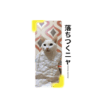 My cat Haku.（個別スタンプ：16）