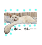 My cat Haku.（個別スタンプ：17）