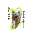 My cat Haku.（個別スタンプ：18）