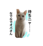 My cat Haku.（個別スタンプ：19）
